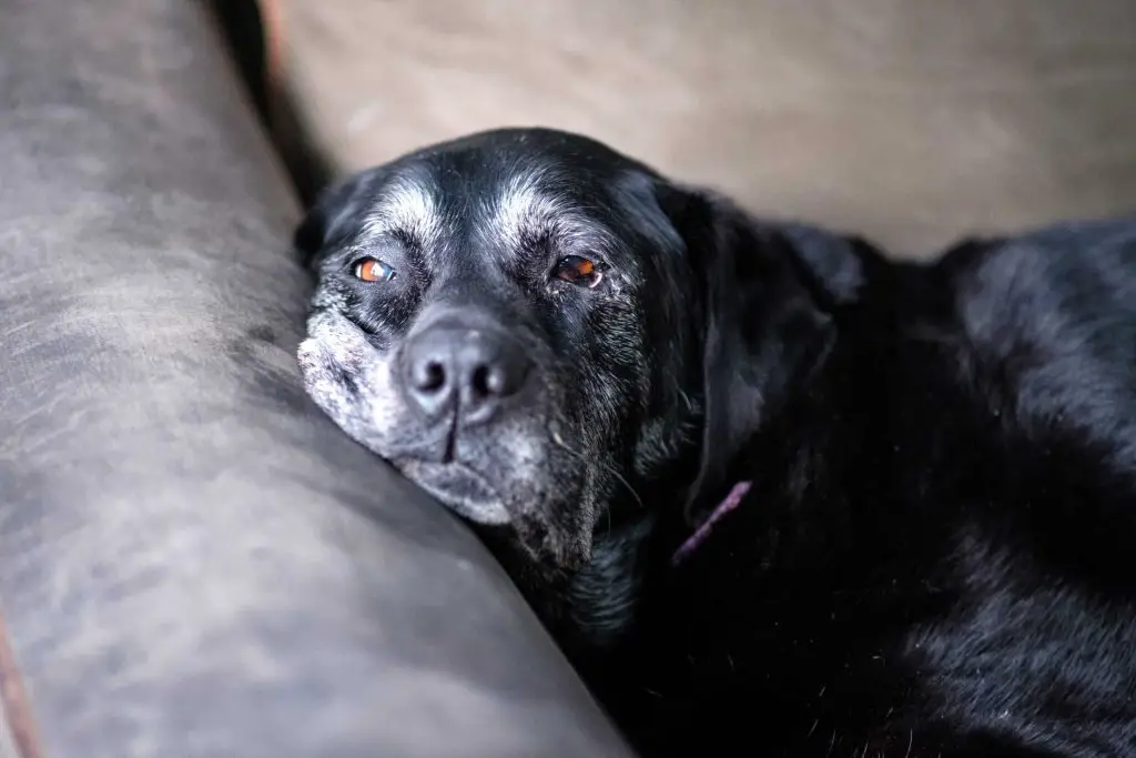 older dog sleeping on the couch