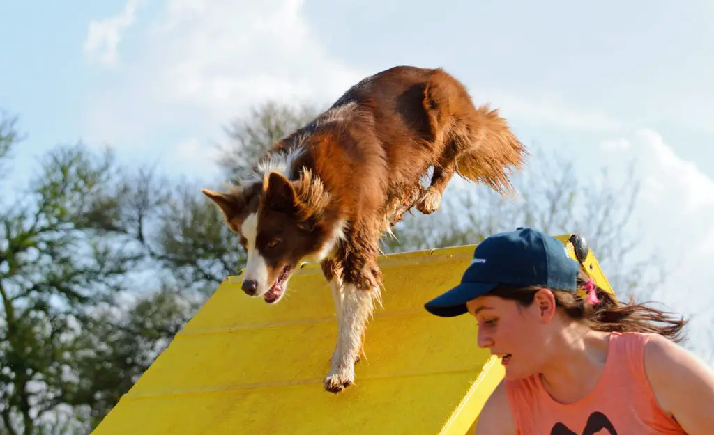 Fun and Easy Dog Tricks