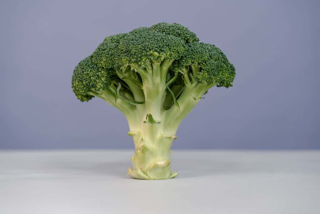 Can Dogs Eat Broccoli? - Nutritional Value of Broccoli for Canines