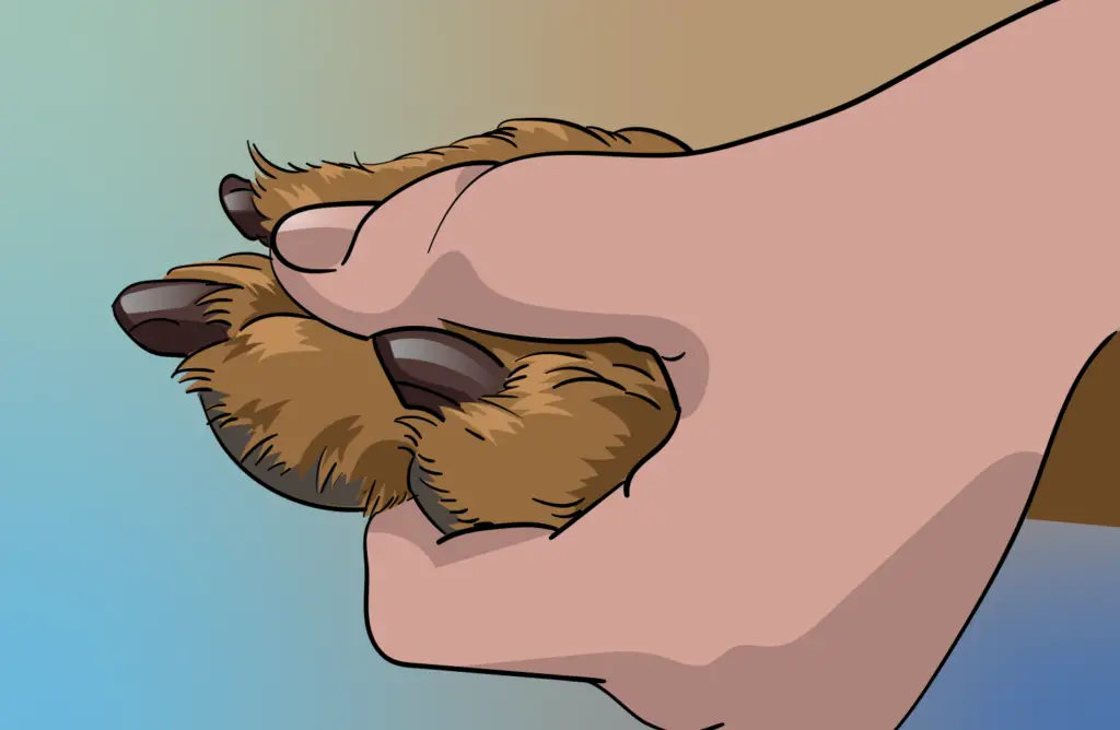 How to Grind Your Dog's Nails Gently but firmly hold your dog’s paw. Be sure to touch the nail to the grinder, not the other way around.  Grind only a small part of the dog’s nail at a time. 
