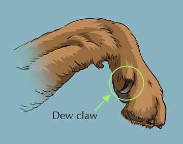 How to Grind Your Dog's Nails Dew claw illustration