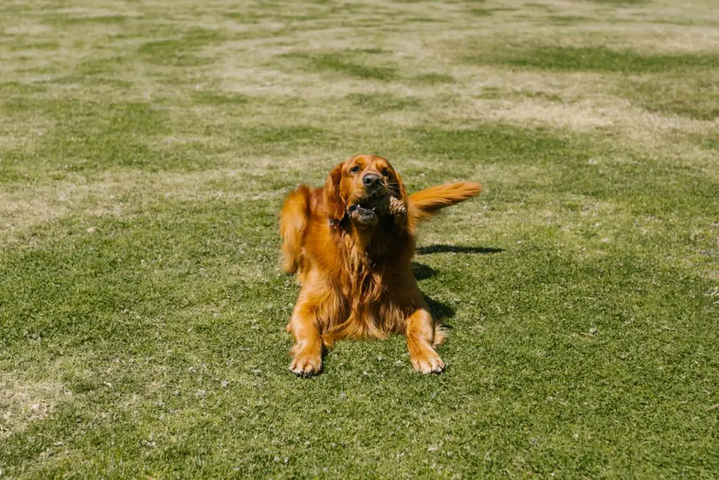 How To Teach Your Dog To Roll Over