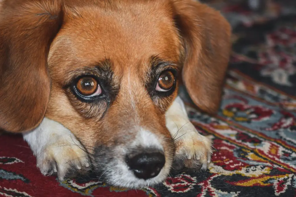 What Do Cloudy Eyes in Dogs Mean?