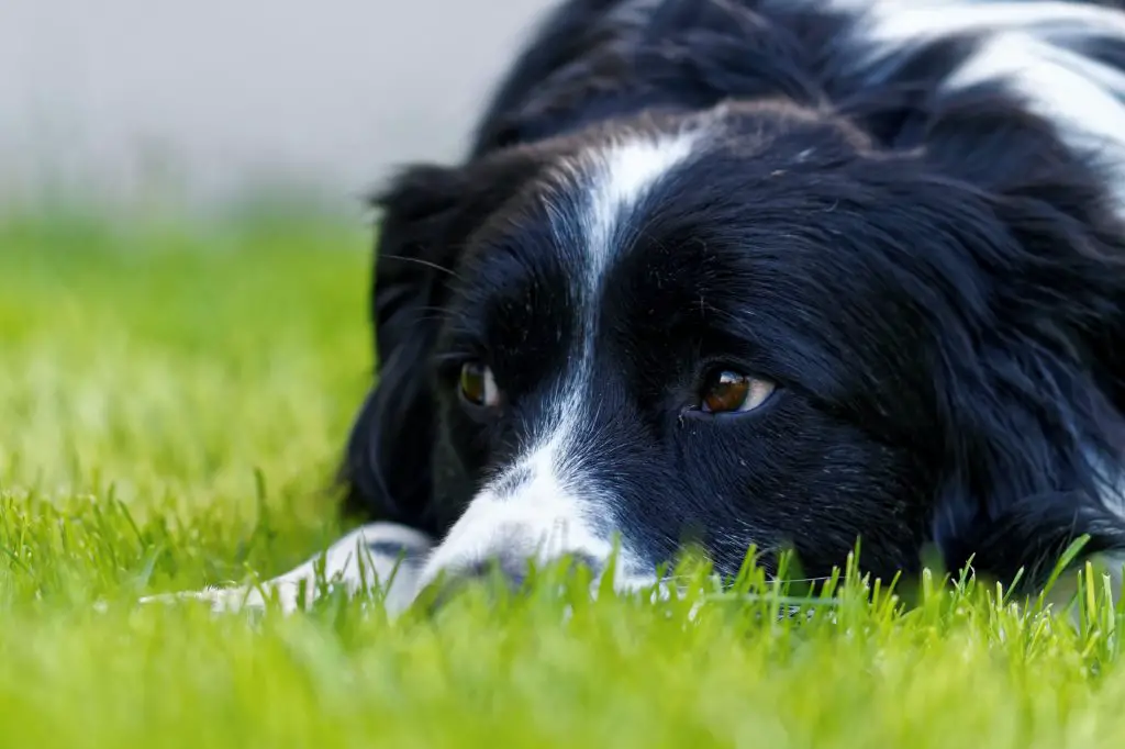 Why do Dogs Roll in the Grass?