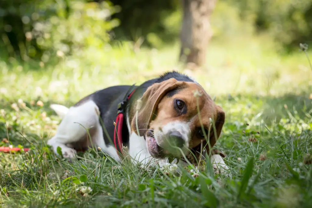 Why do Dogs Roll in Poop?