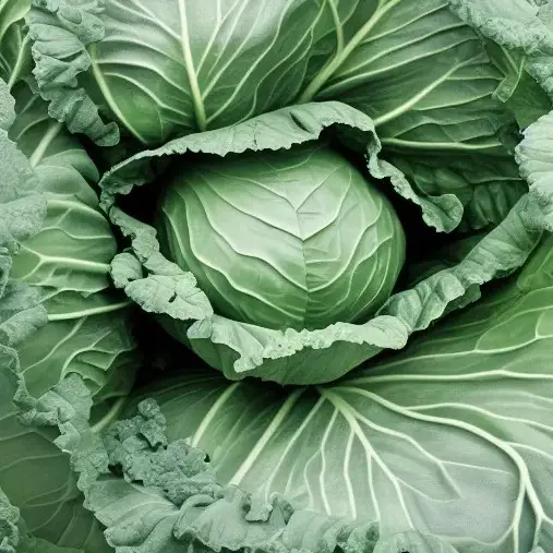 Close up picture of green cabbage. Pretty boring really. My creativity has limits.