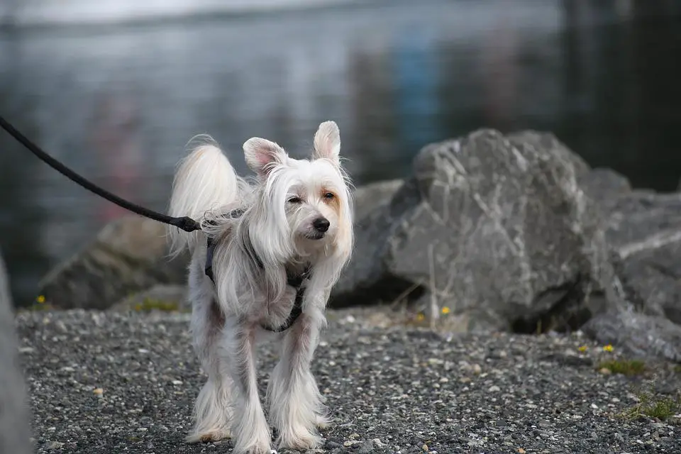 Hairless Dog Chinese Crested Powder Puff