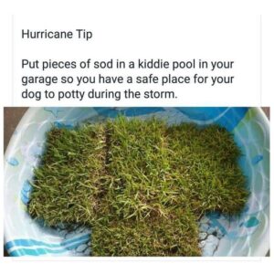 Pieces of sod in a kids plastic pool for when your dog cannot go outside