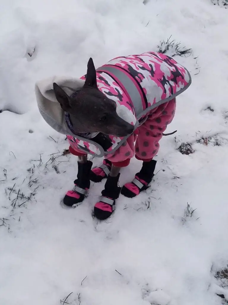 Hairless Dog Piebald American Hairless Terrier Mei Mei in pink parka, pink fleece pajamas and boots