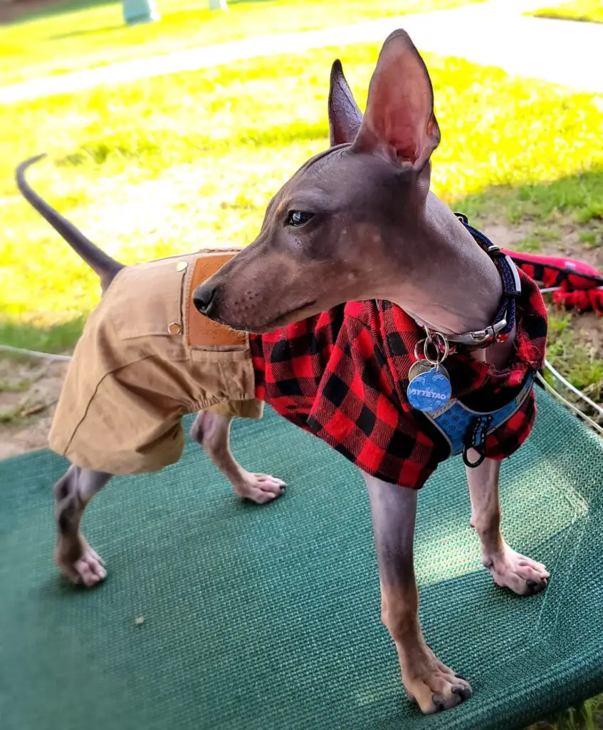 Hairless Dog solid American Hairless Terrier Parker in Checkered Flannel shirt and khaki shorts