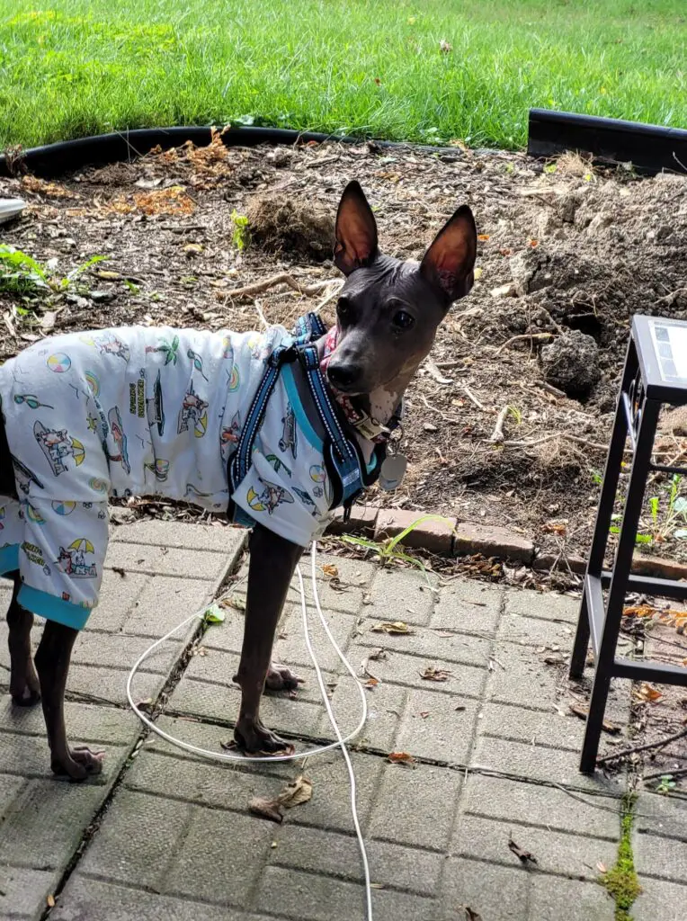 Hairless Dog solid American Hairless Terrier Parker in blue and white pajamas