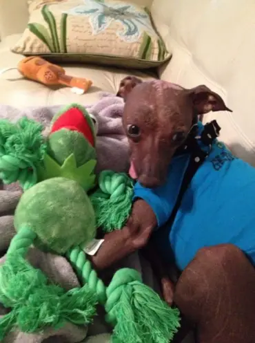 Hairless Dog Xolo Barney in blue onesie with Kermit rope toy