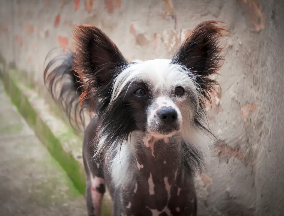 Hairless Dog Chinese Crested