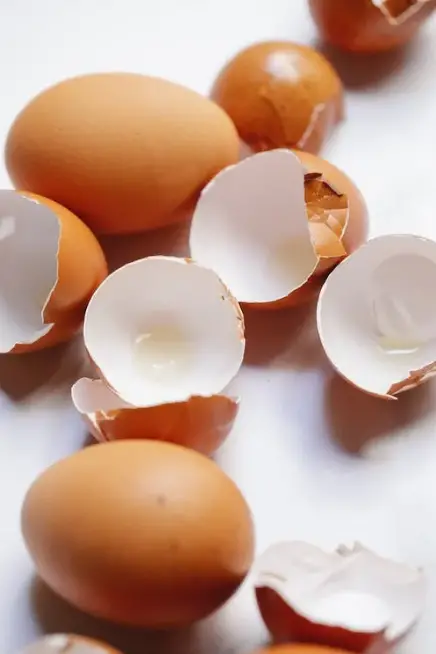 Cracked Raw Egg Over Dog Food Klaus Nielsen 2 photo egg shells