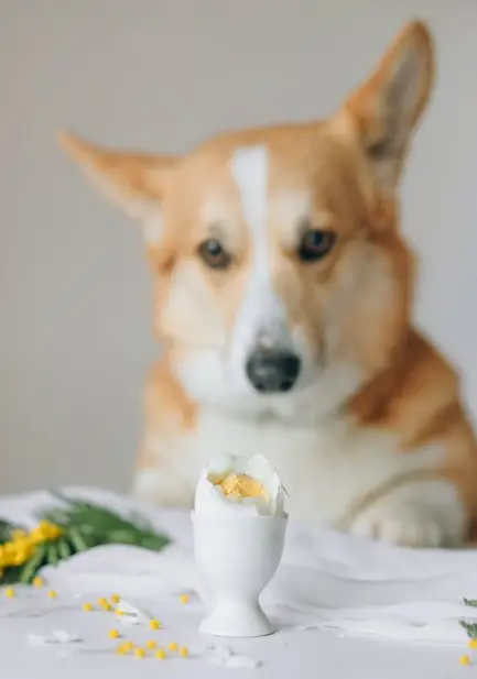Cracked Raw Egg Over Dog Food Nataliya Vaitkevich photo Annoyed Corgi in background of poached egg in foreground