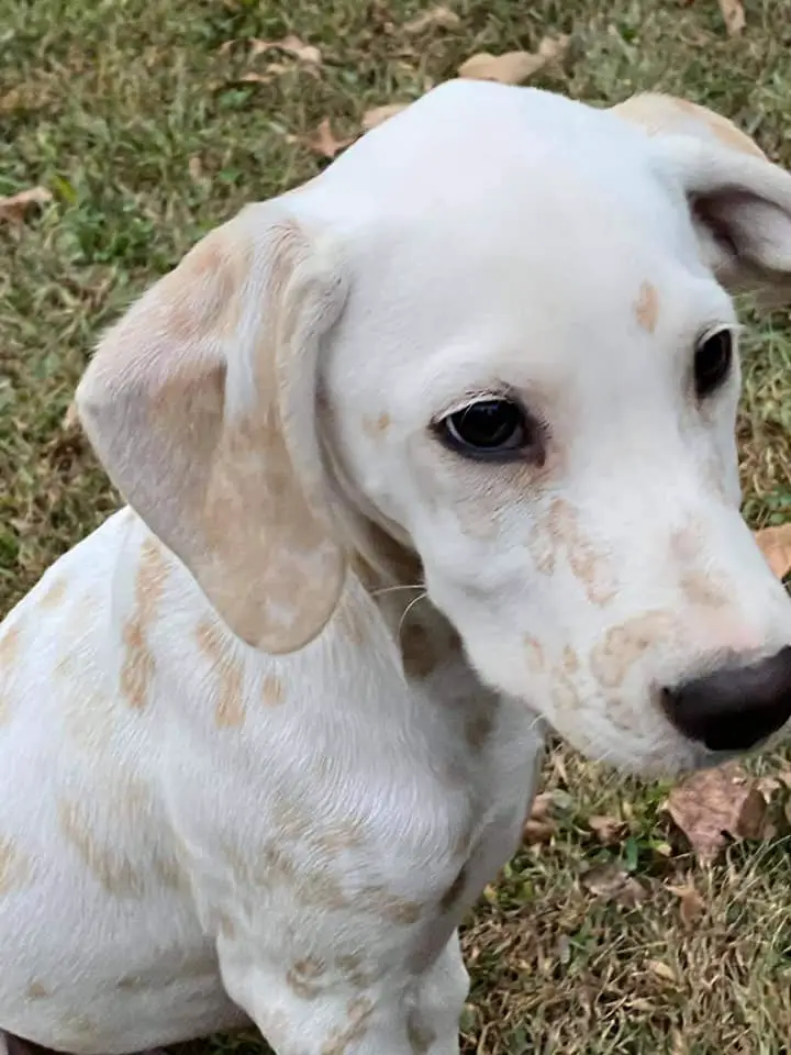 Short Haired Lemon colored Dalmatian. White with yellowish beige spots.
