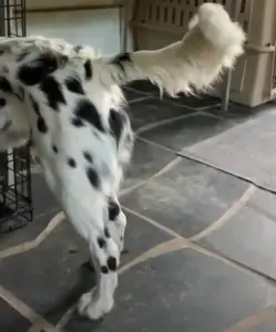 Long Haired Dalmatian young adult tail with feathering