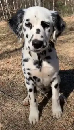 Long Haired Dalmatian Puppy