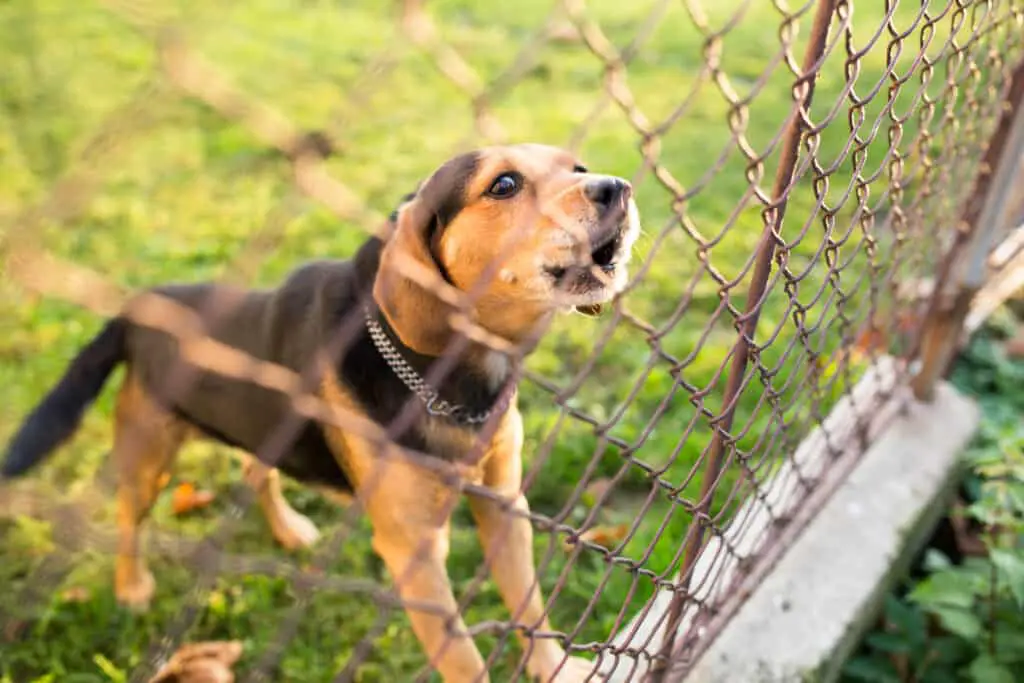 Do Dogs Get Tired of Barking Beagle barking at fence.