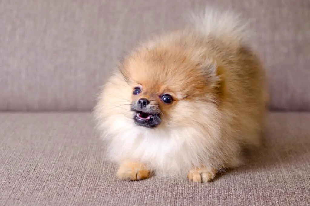 Do Dogs Get Tired of Barking Teacup Pomeranian barking on couch