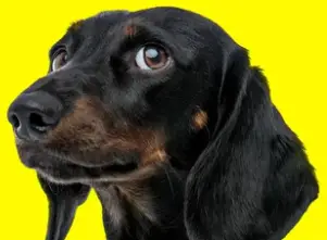 Side Eye Dog Dachshund with yellow background