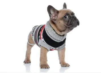 Side Eye Dog French Bulldog in gray and black sweater