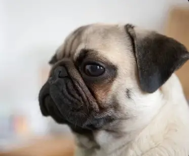 Side Eye Dog Pug