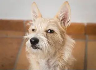 Side Eye Dog Cairns Terrier