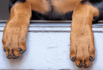 Best Dog Nail Grinders Doberman Puppy Toes After regular Grinding