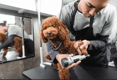Best Dog Nail Grinders Groomer using dremel grinder on poodle