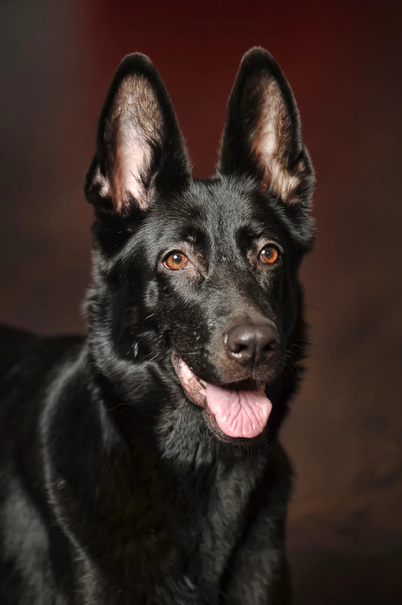 Black German Shepherd: The Basic Guide On All The Facts You Need To ...