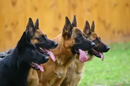 Black German Shepherd and GSD color variations