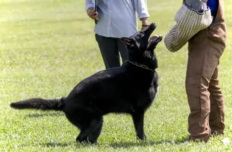 Black German Shepherd Training