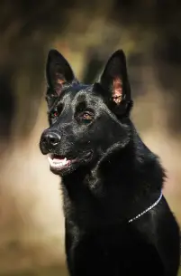 Black German Shepherd looking to side