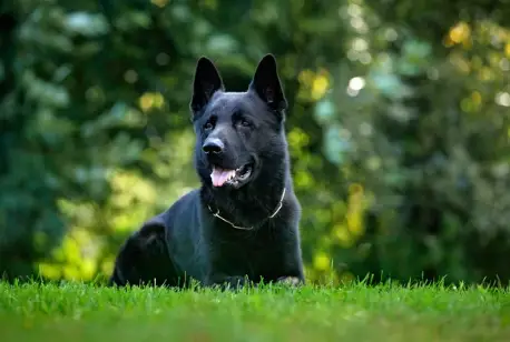 Black German Shepherd on grass