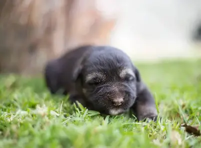 Black German Shepherd puppy on grass