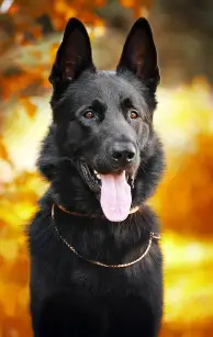 Black German Shepherd with fall colors in background