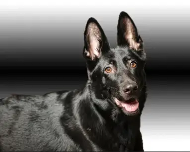 Black German Shepherd with gray background