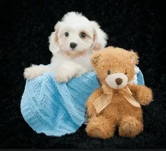 Cavachon dog mostly cream with tan coloration around one eye