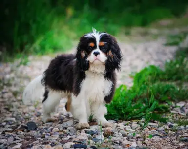 Cavachon parent Cavalier King Charles tricolor