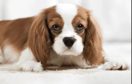 Cavachon parent Cavalier King Charles