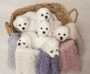 Cavachon parent basket full of Bichon Frises