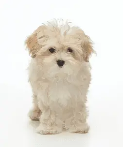 Cavachon puppy all cream with slightly darker ears