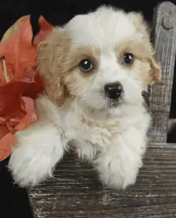 Cavachon puppy in basket