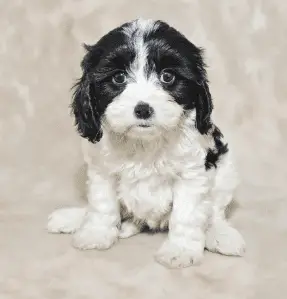 Cavachon puppy mostly white with black bandit face and ears