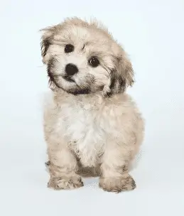 Cavachon with cream coat with a touch of black under chin and on ears