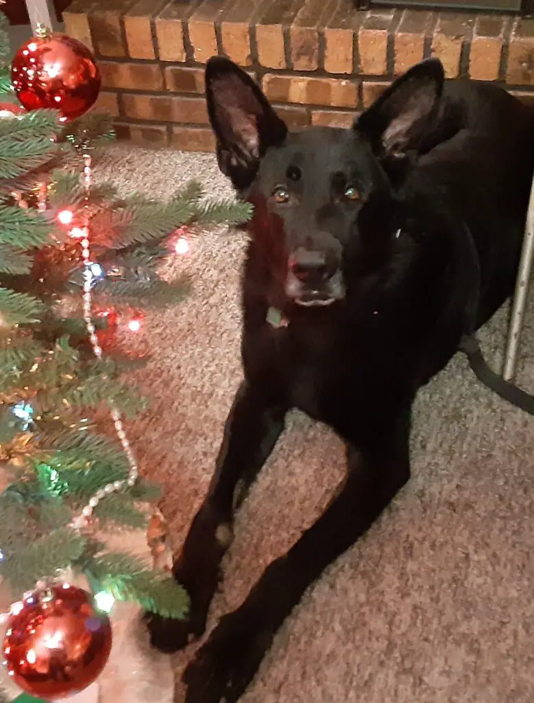 Black German Shepherd Coal Sipes