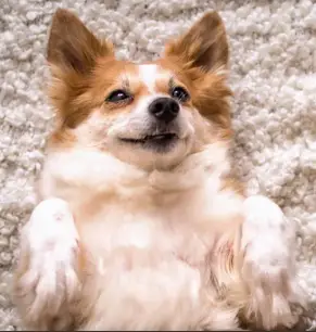 Do Corgis Shed Corgi lying on back on carpet