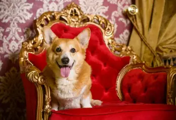 Do Corgis Shed Corgi on biege carpet looking forlorn