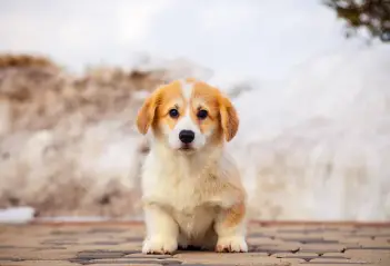 Do Corgis Shed Corgi puppy